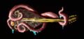 Thumbnail for version as of 11:23, 10 October 2025